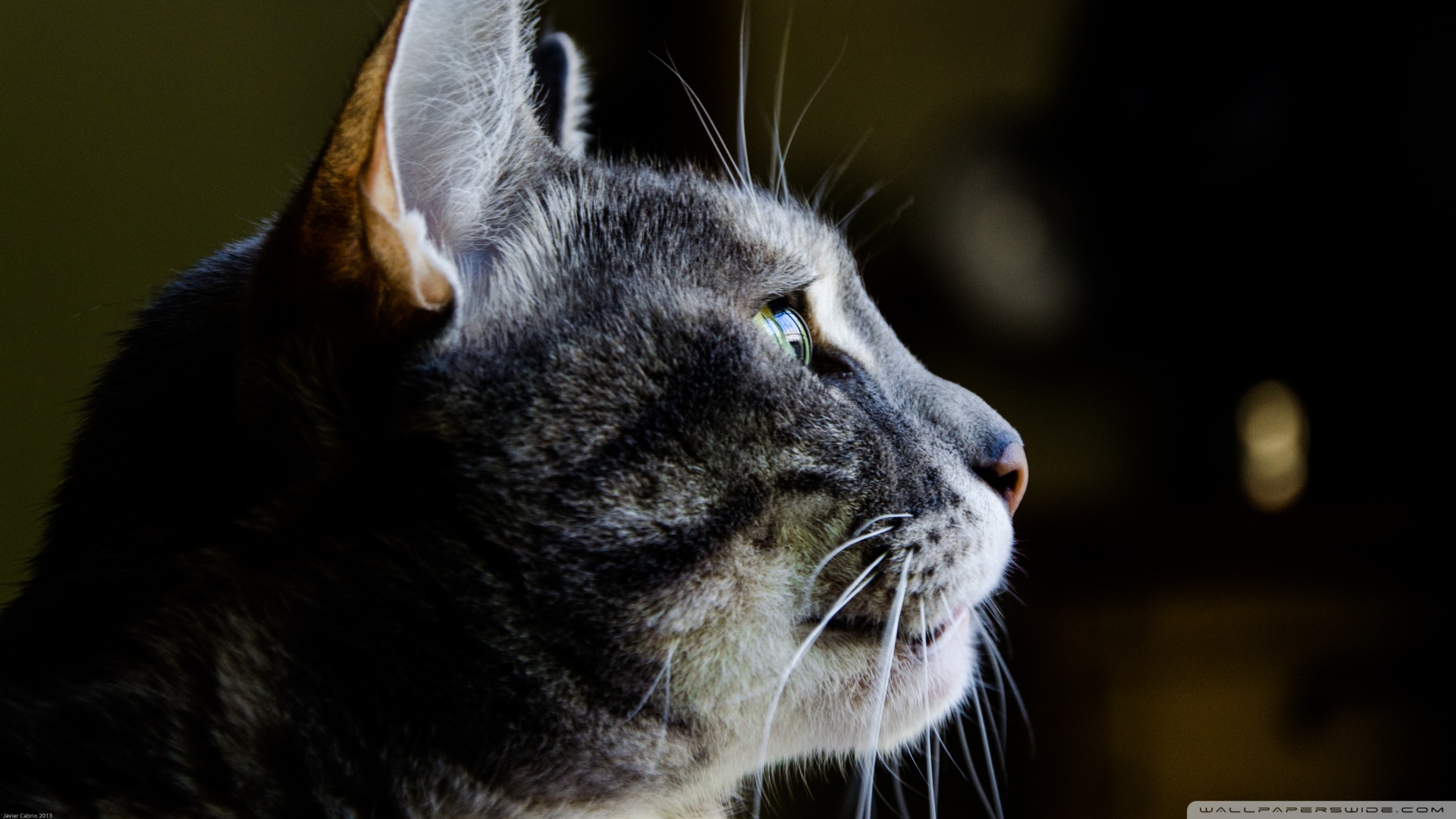 Kedi Temalı 25 Adet Duvar Kağıdı! (3) » Teknobeyin » Sayfa 2
