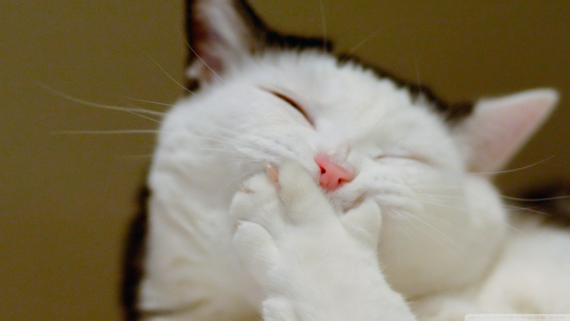 Kedi Temalı 25 Adet Duvar Kağıdı! (5) » Teknobeyin