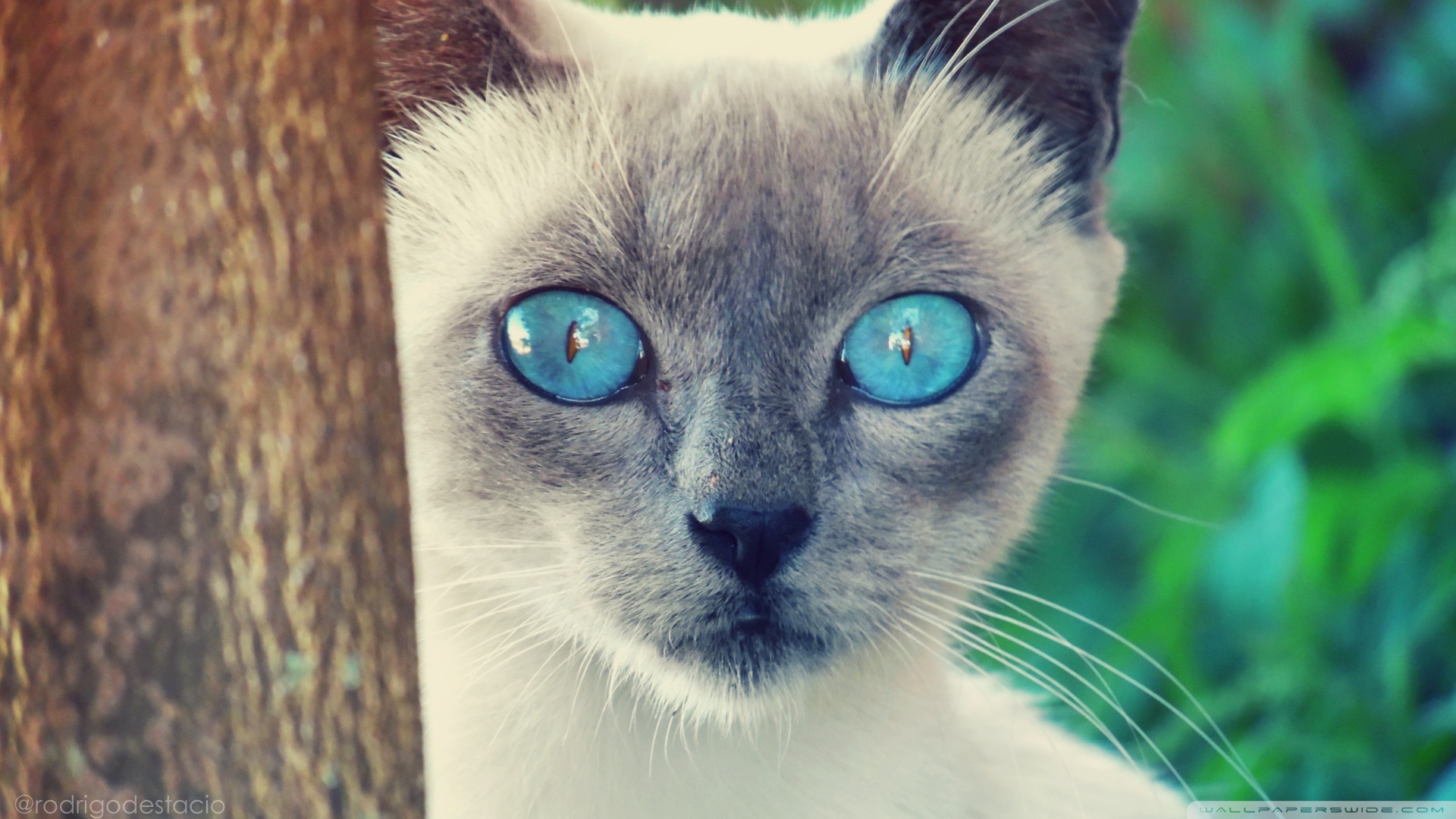 Kedi Temalı 25 Adet Duvar Kağıdı! (7) » Teknobeyin