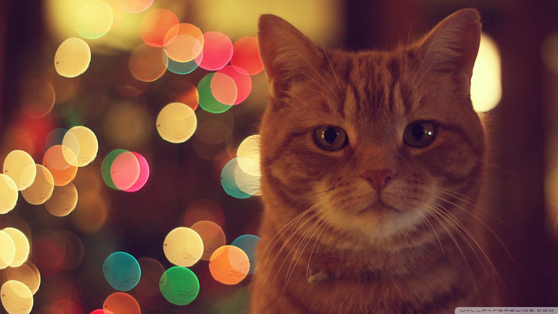 Kedi Temalı 25 Adet Duvar Kağıdı! (7) » Teknobeyin