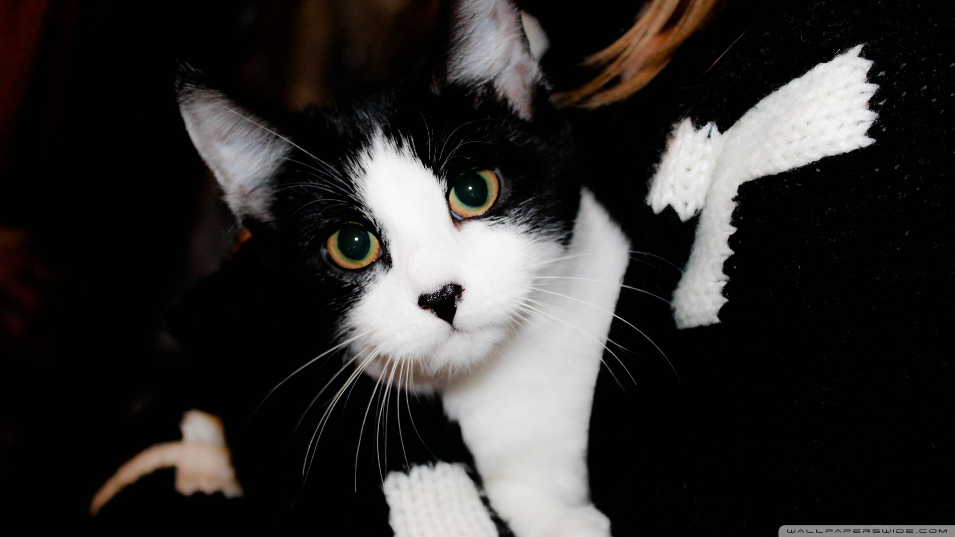 Kedi Temalı 25 Adet Duvar Kağıdı! (7) » Teknobeyin