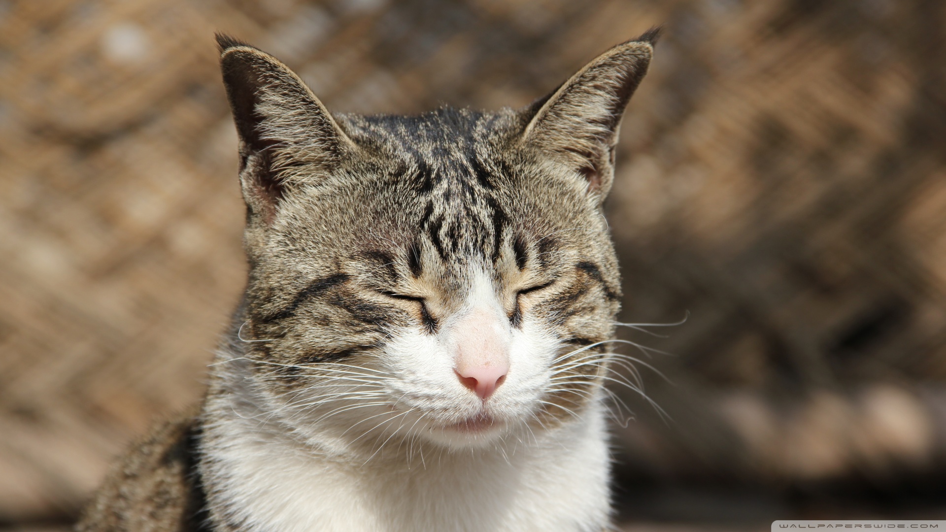 Kedi Temalı 25 Adet Duvar Kağıdı! (9) » Teknobeyin
