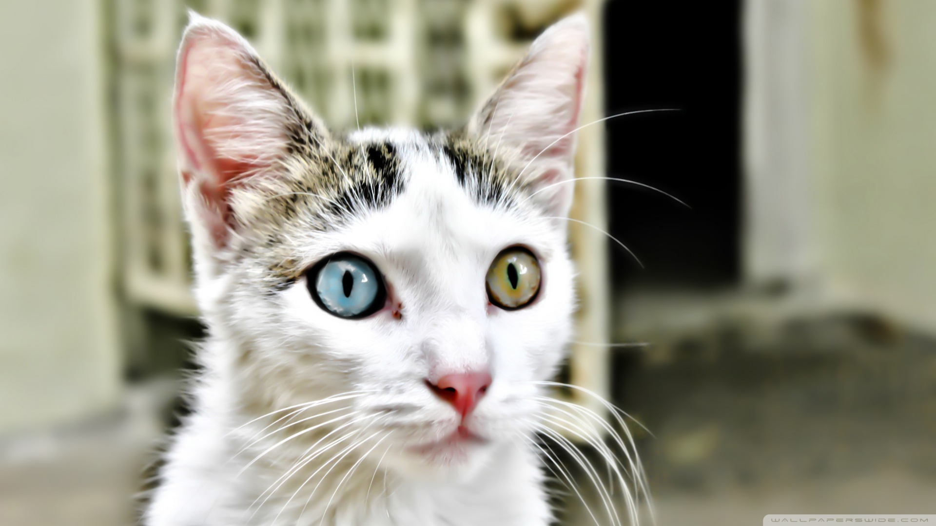Kedi Temalı 25 Adet Duvar Kağıdı! (9) » Teknobeyin