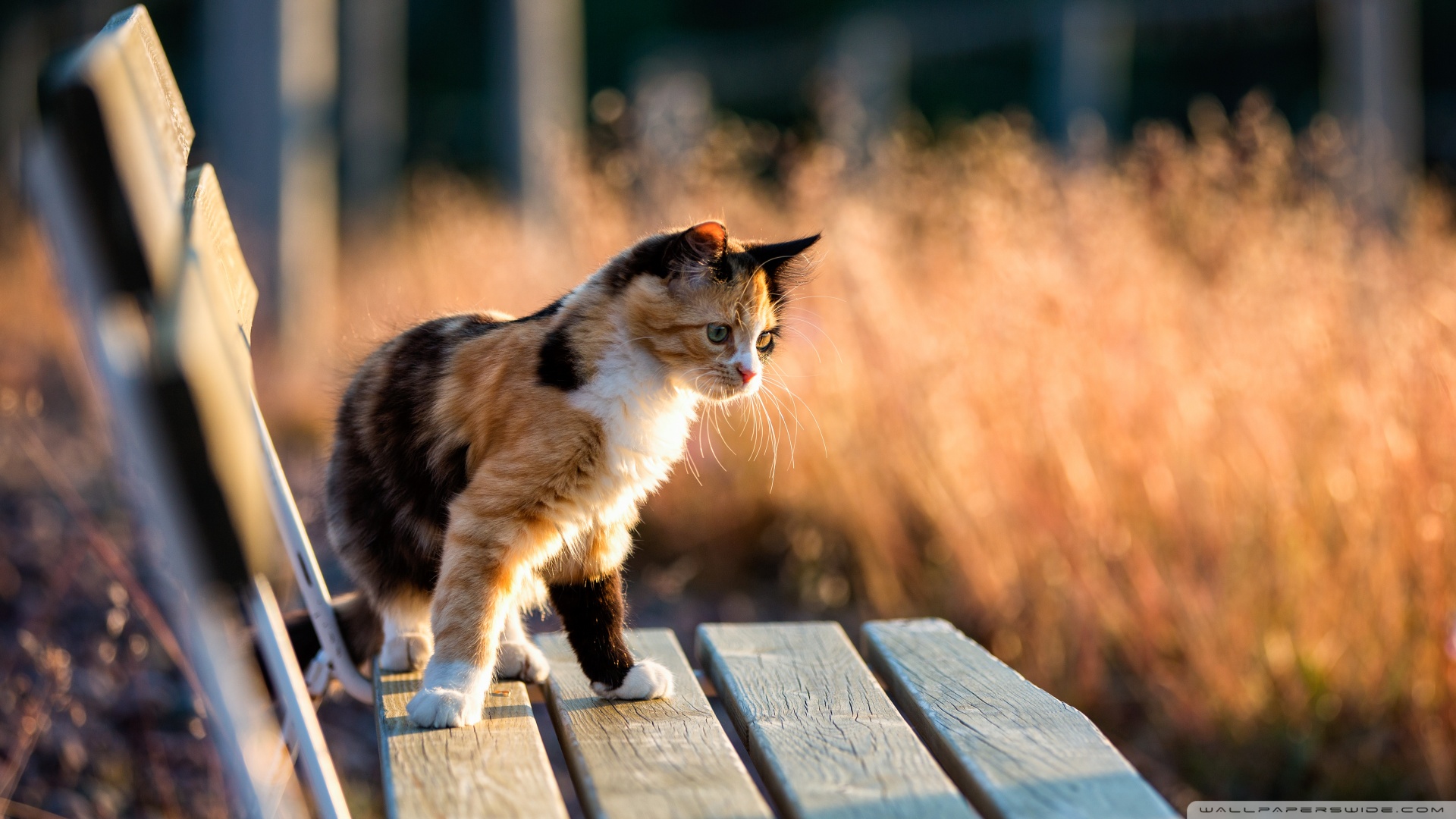Kedi Temalı 25 Adet Duvar Kağıdı! (9) » Teknobeyin