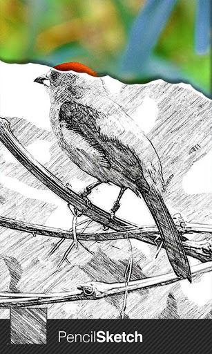 Sketch Guru 1