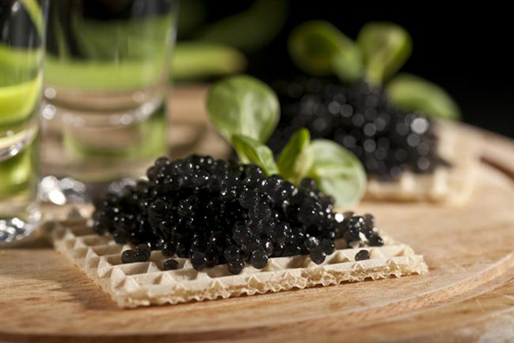 iran begula havyari