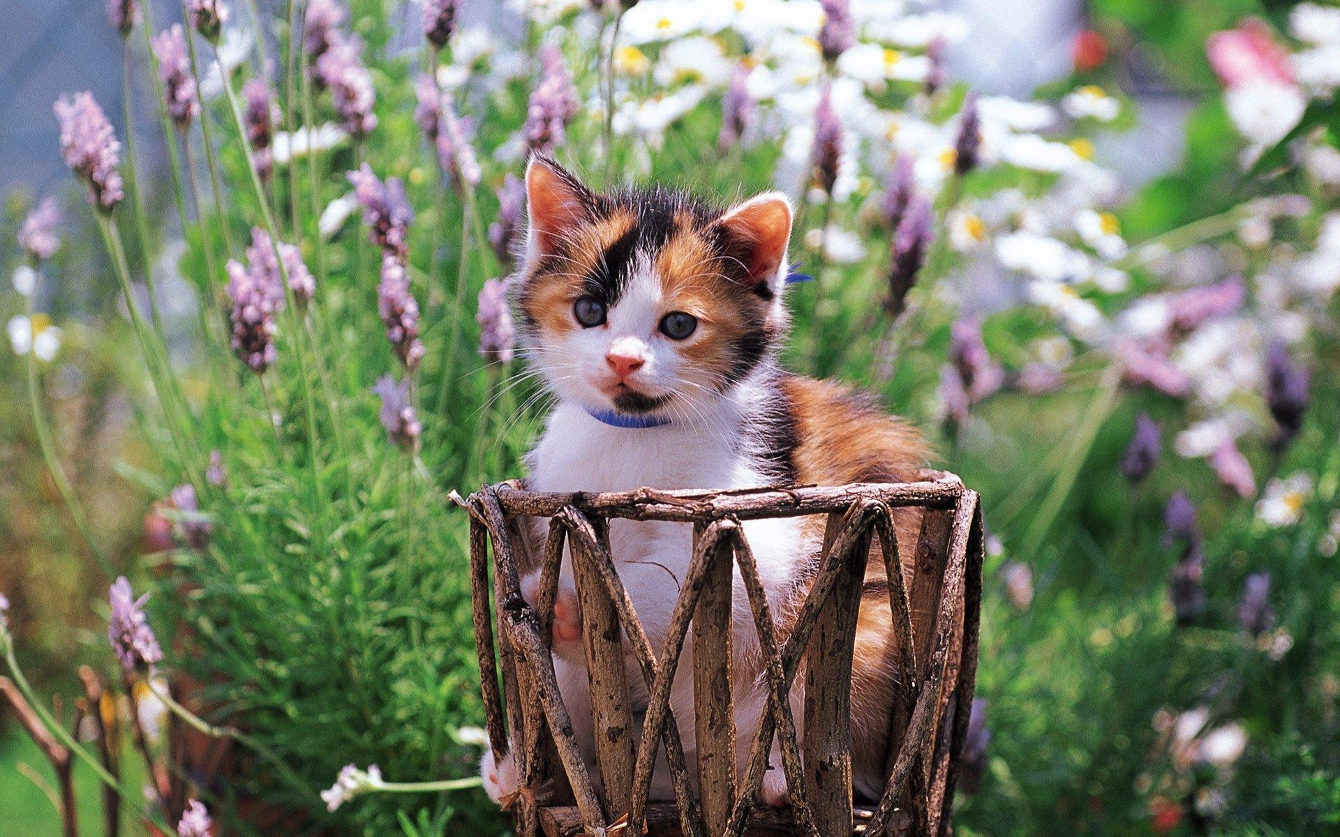 Котята в цветах
