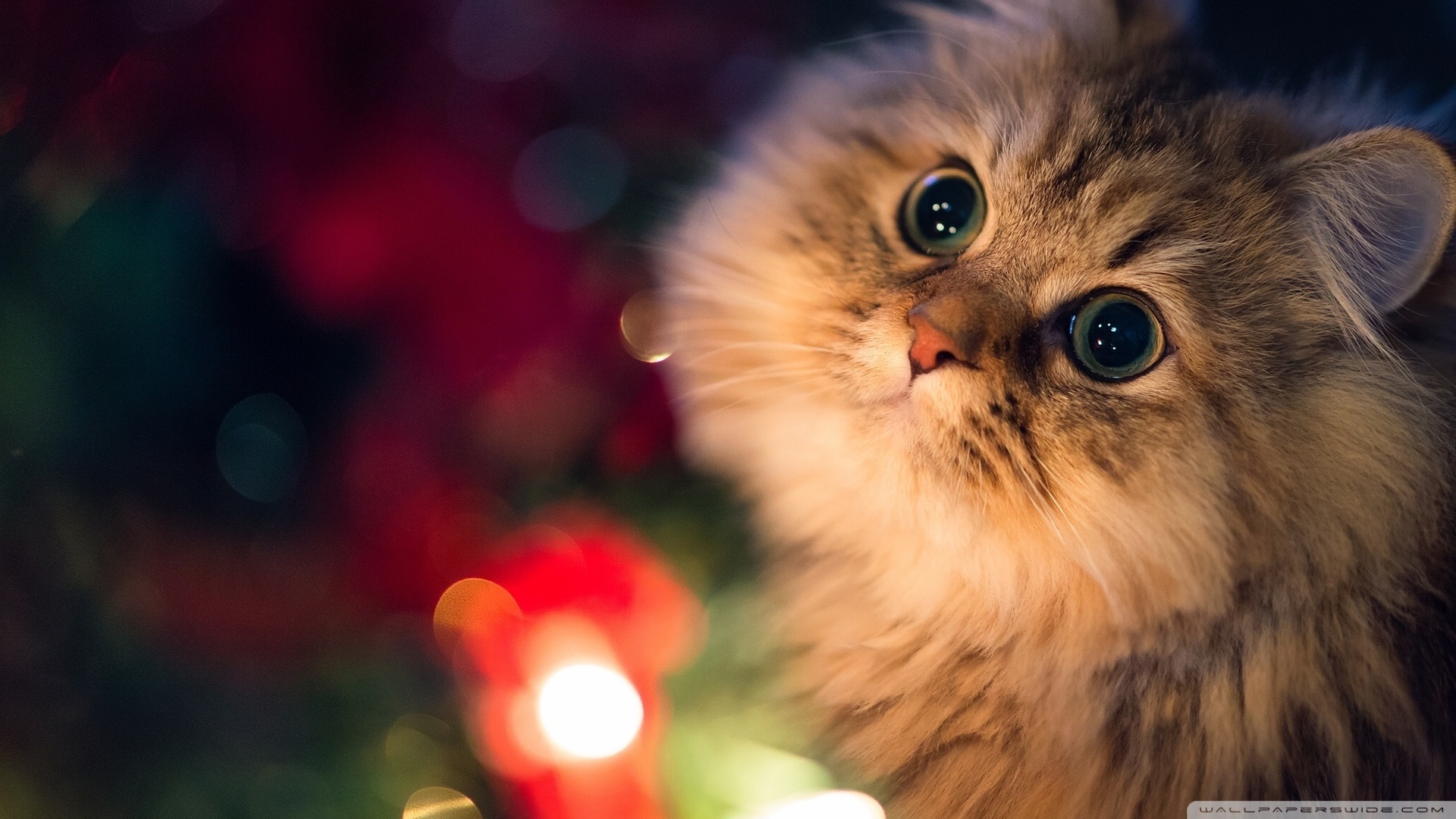 Kedi Temalı 25 Adet Duvar Kağıdı! (2) » Teknobeyin » Sayfa 18