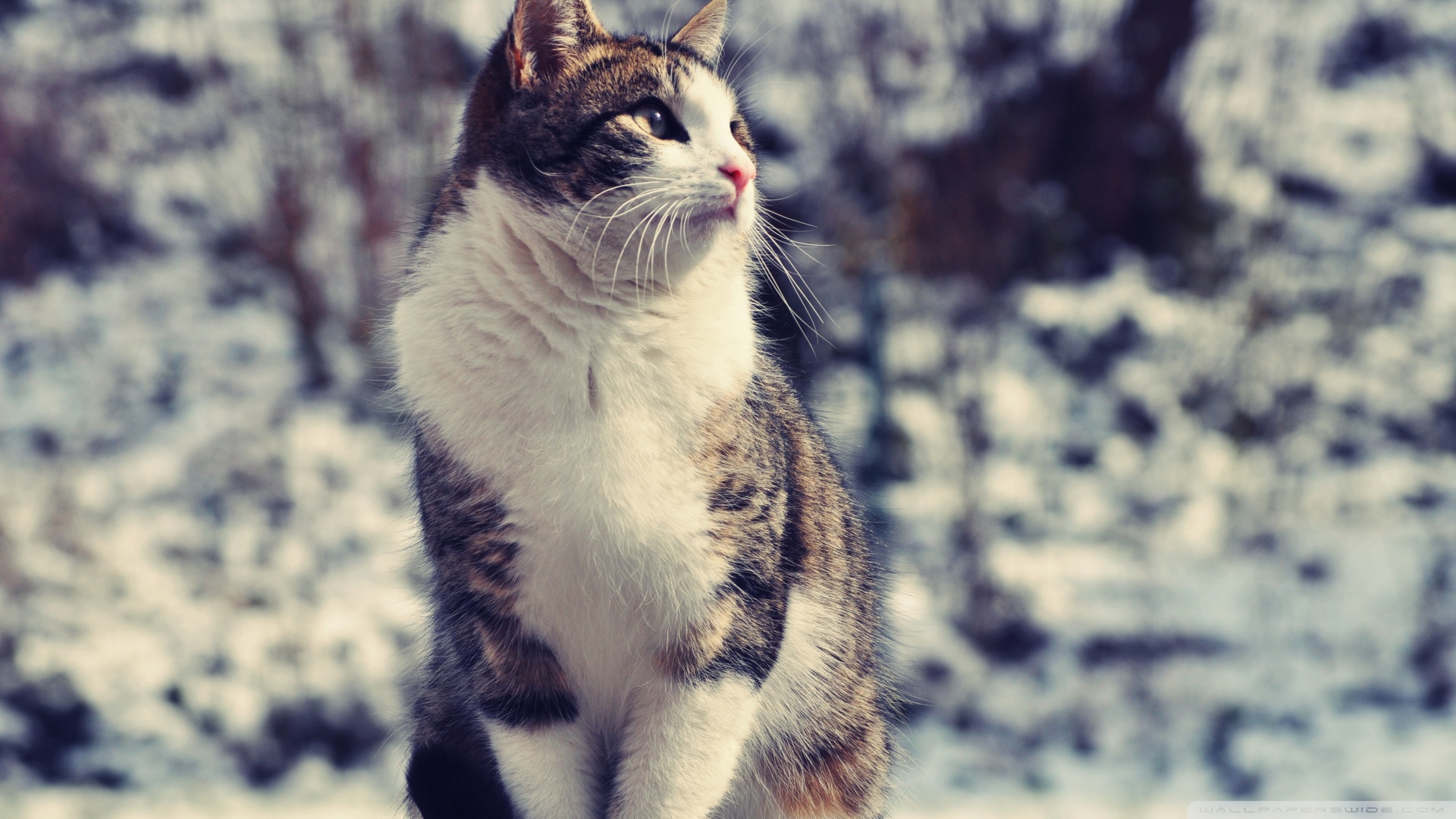 Kedi Temalı 25 Adet Duvar Kağıdı! (2) » Teknobeyin » Sayfa 21