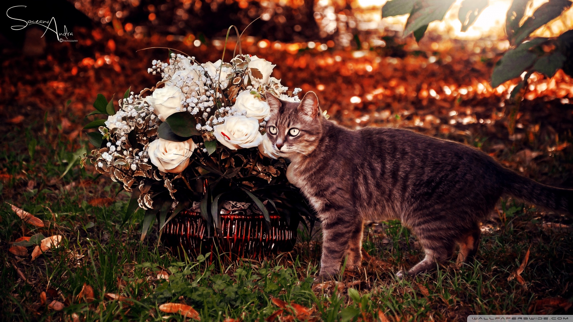 Kedi Temalı 25 Adet Duvar Kağıdı! (2) » Teknobeyin » Sayfa 24