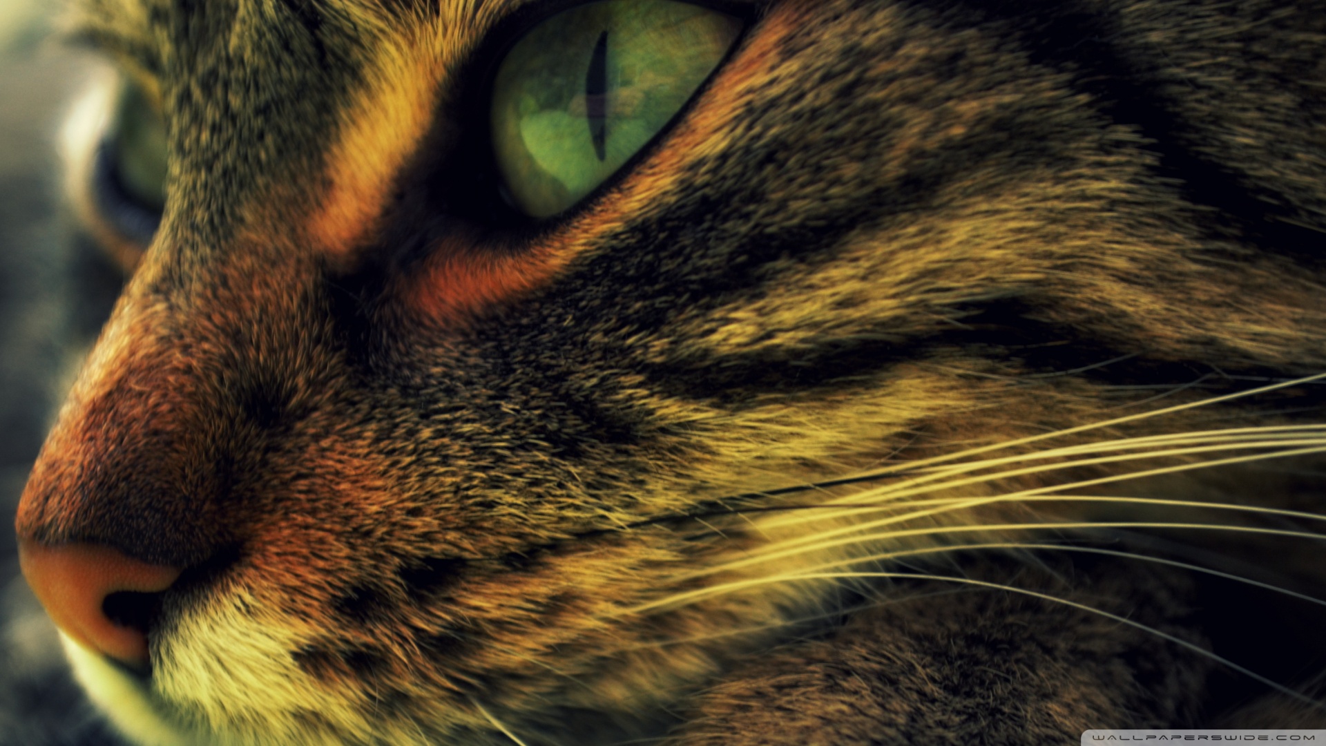 Kedi Temalı 25 Adet Duvar Kağıdı! (2) » Teknobeyin » Sayfa 25