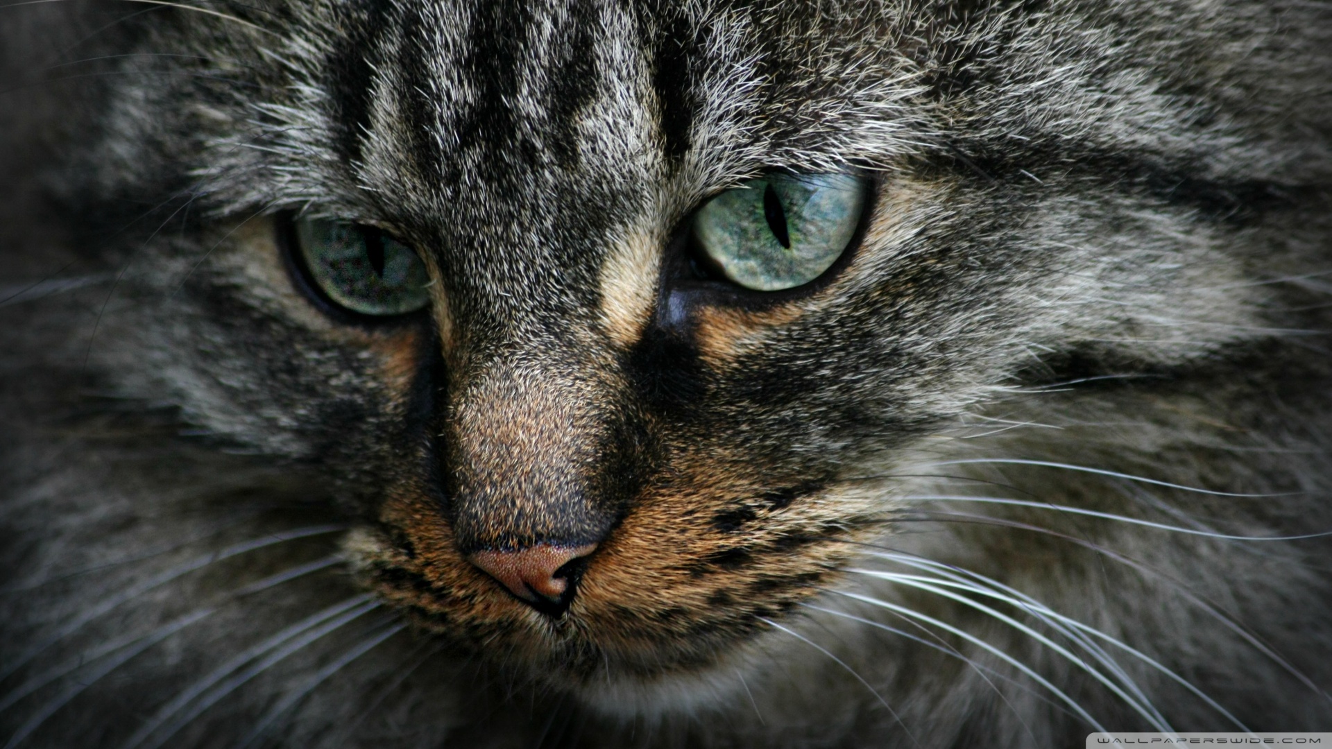 Kedi Temalı 25 Adet Duvar Kağıdı! (2) » Teknobeyin » Sayfa 5