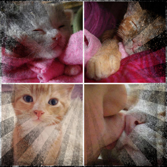 pixlr express 2