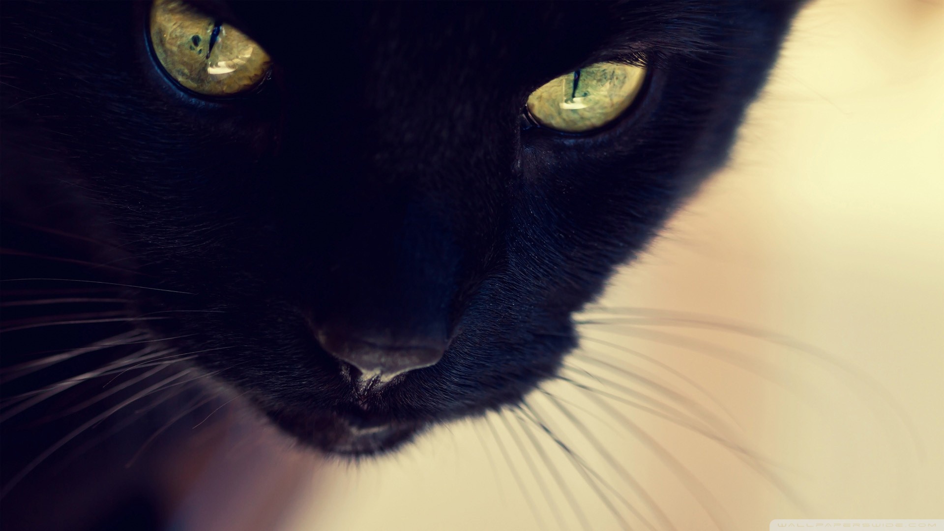 kedi temali wallpaper 1