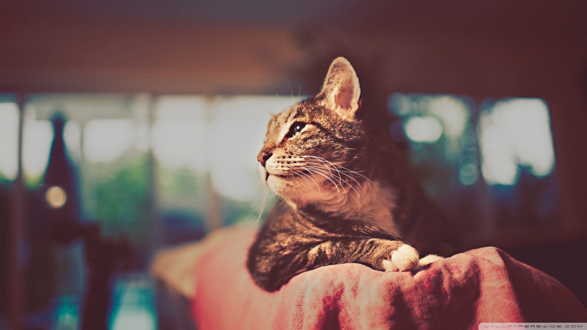 Kedi Temalı 25 Adet Duvar Kağıdı! (3) » Teknobeyin » Sayfa 13