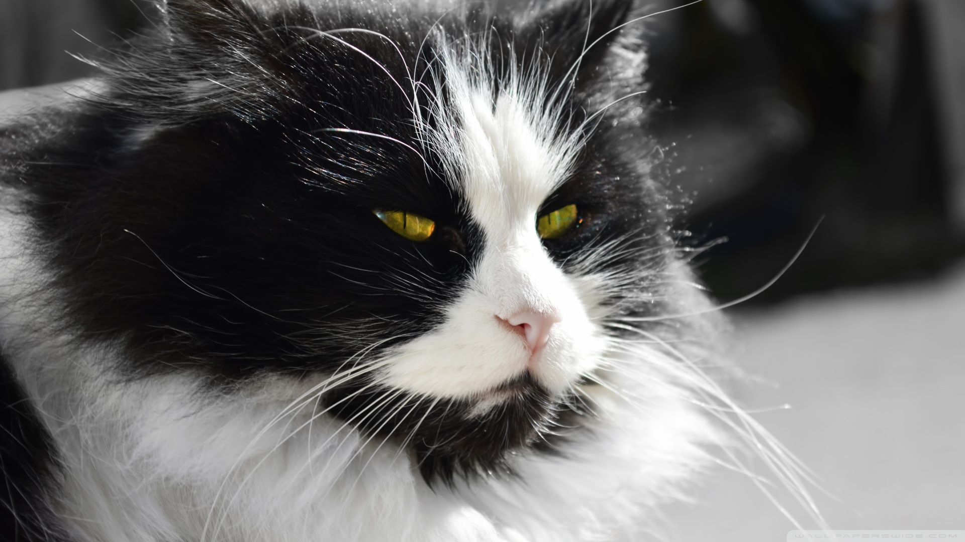 Kedi Temalı 25 Adet Duvar Kağıdı! (3) » Teknobeyin » Sayfa 24