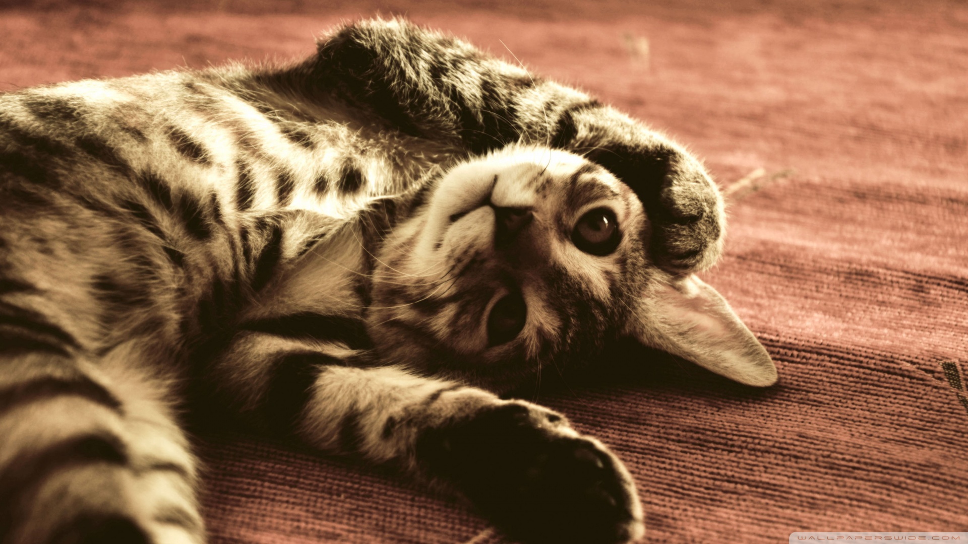 Kedi Temalı 25 Adet Duvar Kağıdı! (3) » Teknobeyin » Sayfa 5