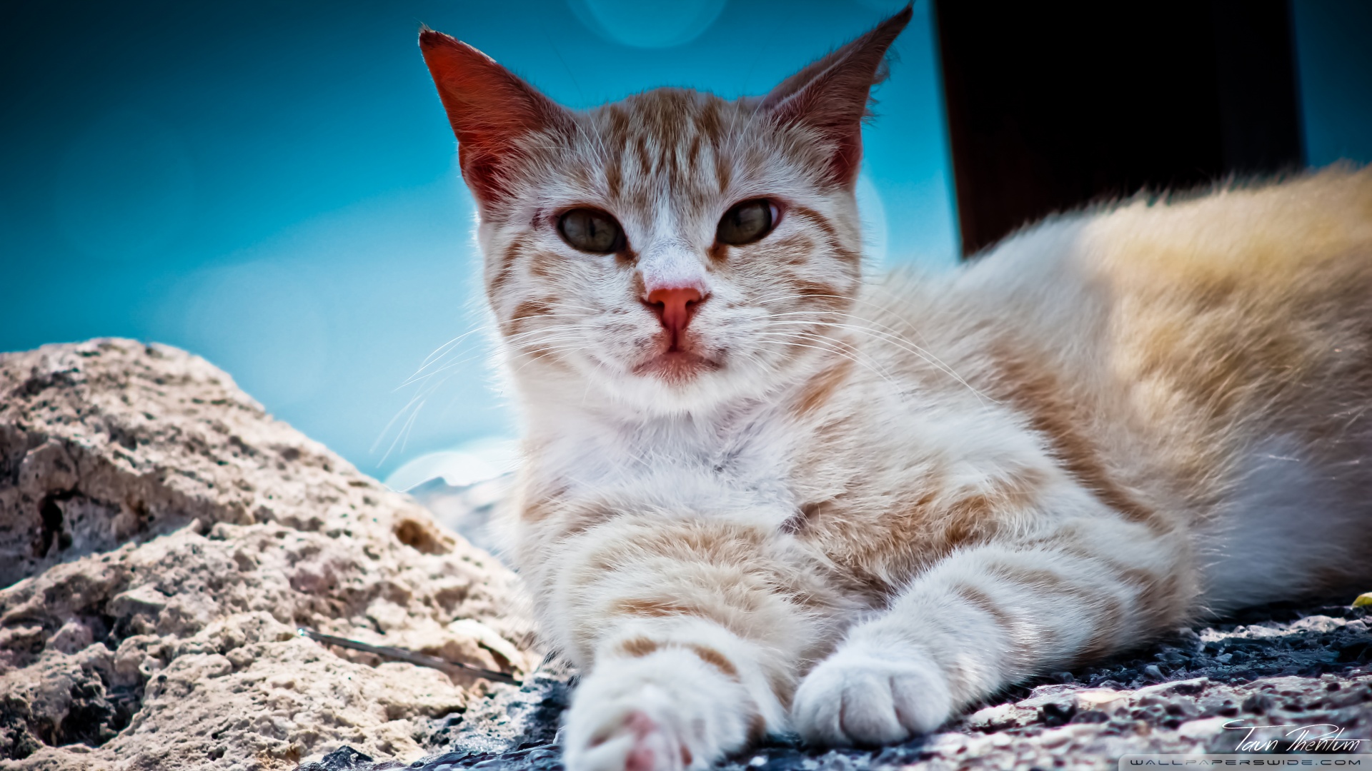 kedi temali duvar kagitlari 10