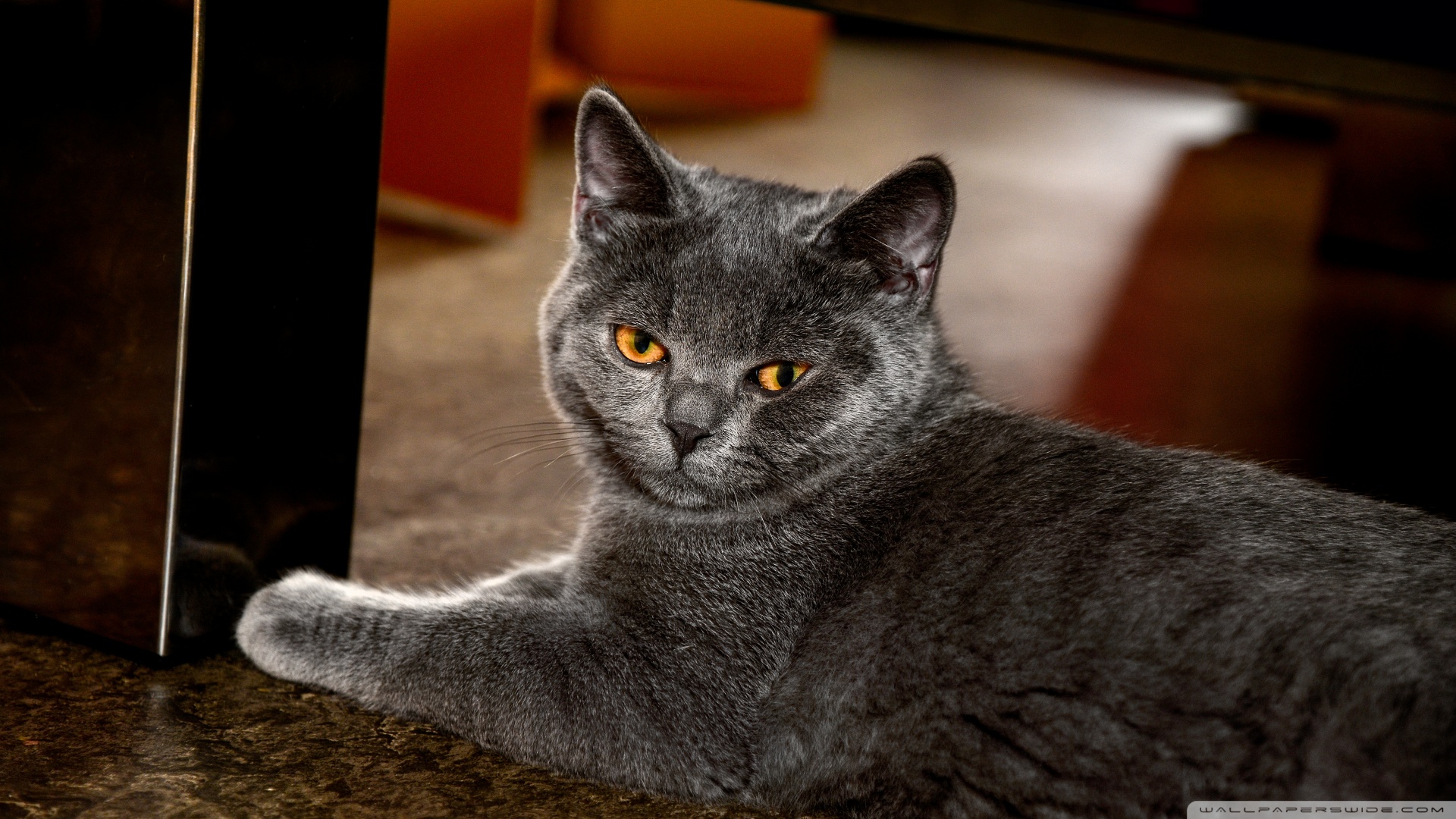 kedi temali duvar kagitlari 11