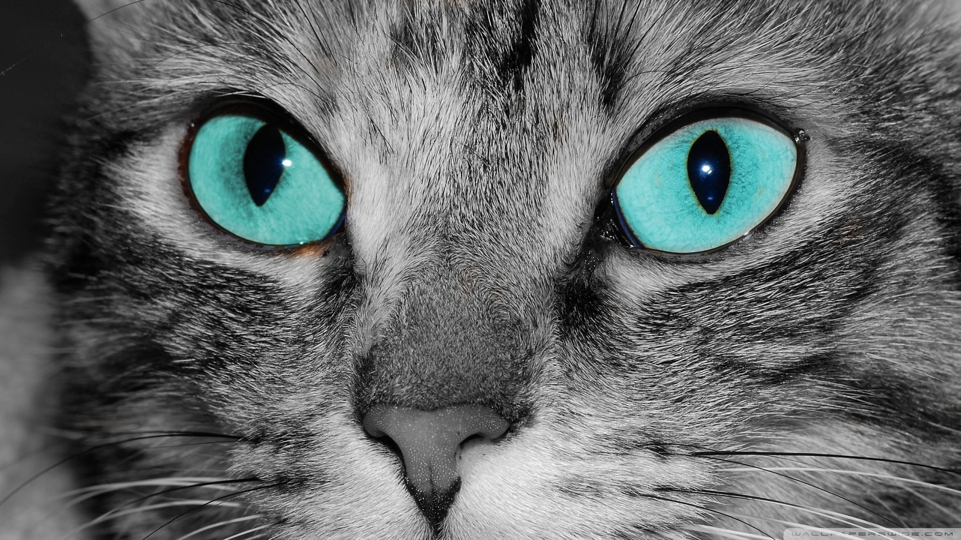 kedi temali duvar kagitlari 12