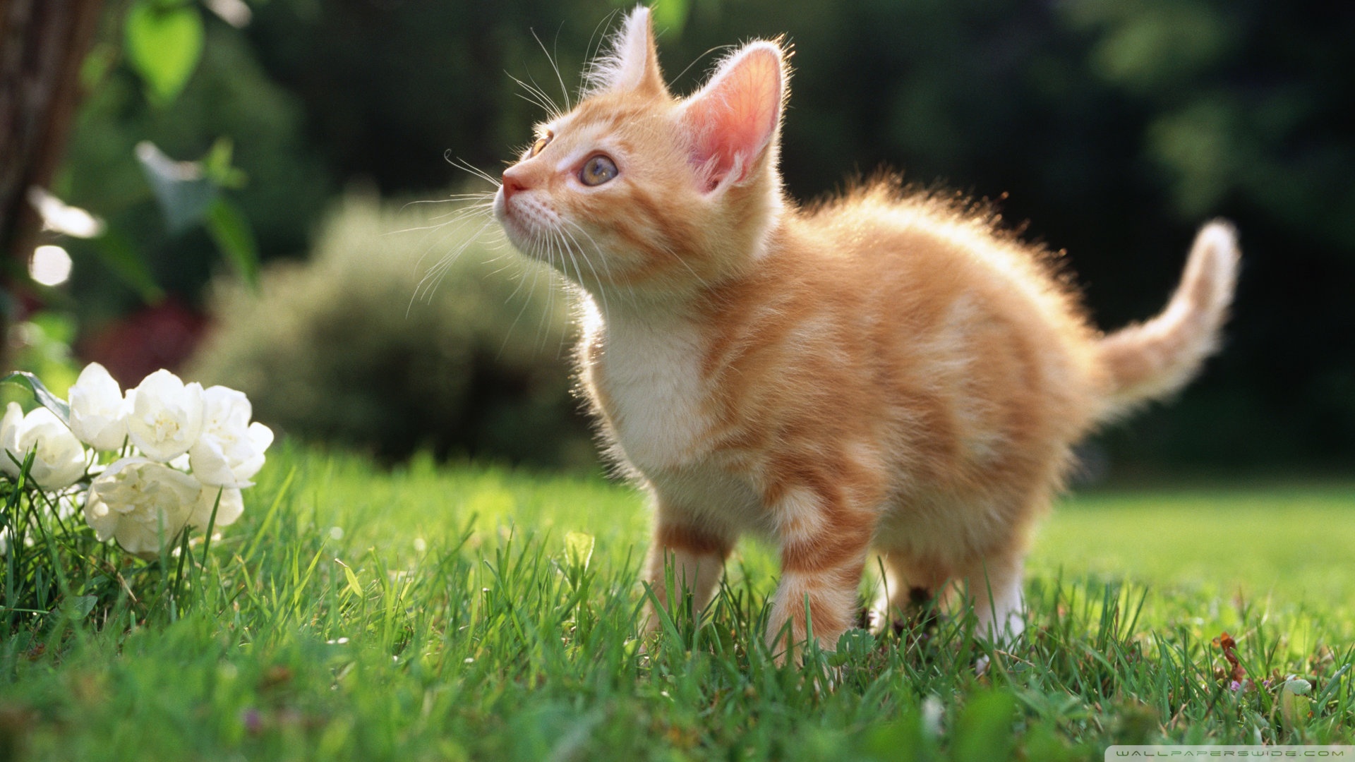 kedi temali duvar kagitlari 13