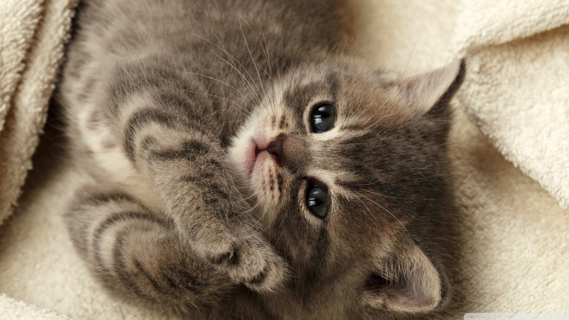 kedi temali duvar kagitlari 14
