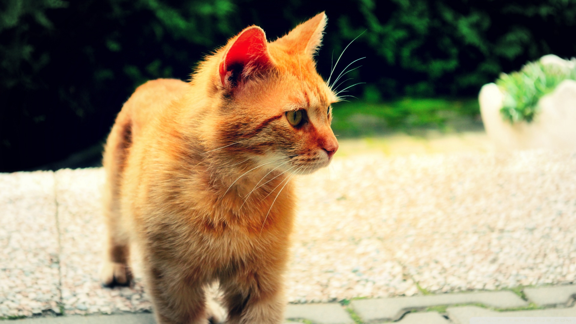 kedi temali duvar kagitlari 15