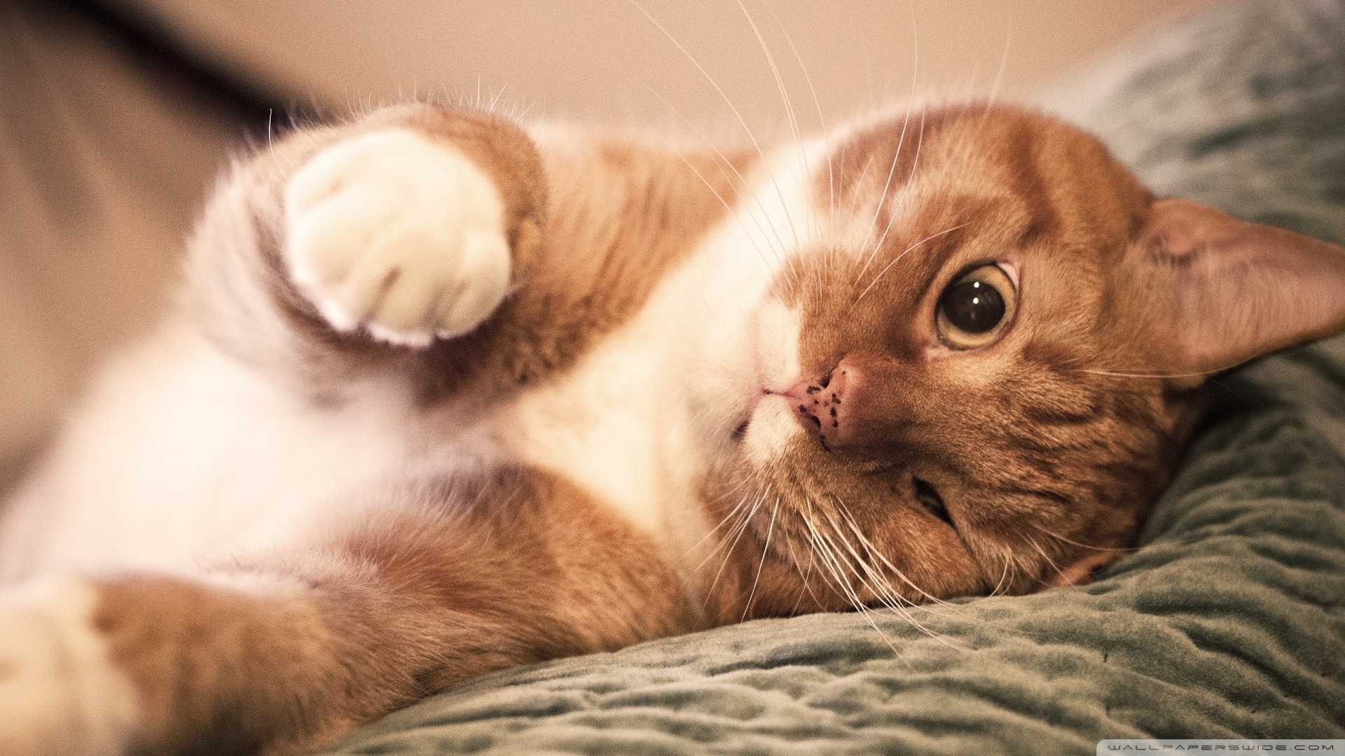 kedi temali duvar kagitlari 16