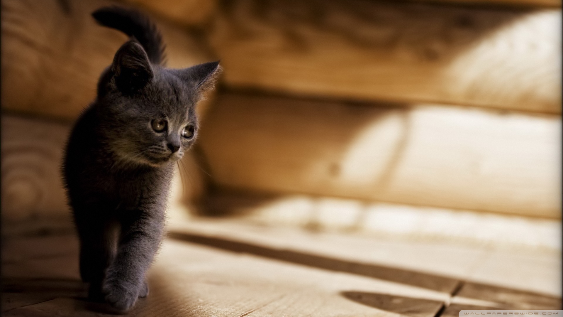 kedi temali duvar kagitlari 17