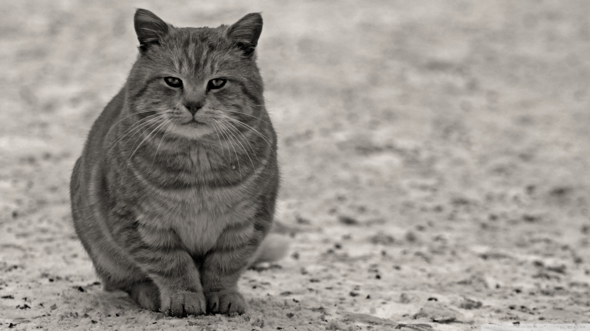 kedi temali duvar kagitlari 18
