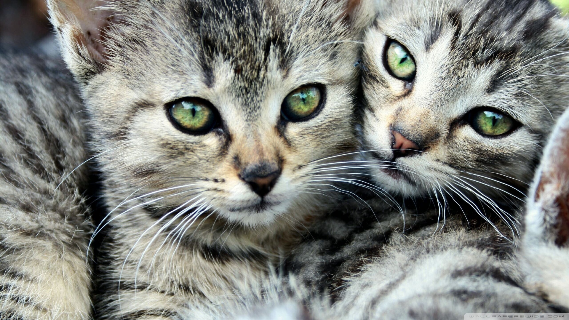 kedi temali duvar kagitlari 19