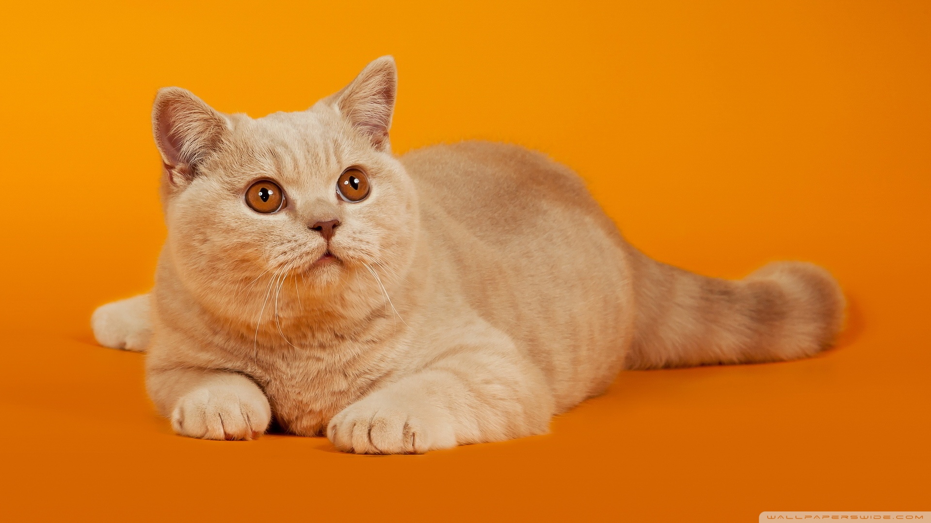 kedi temali duvar kagitlari 21