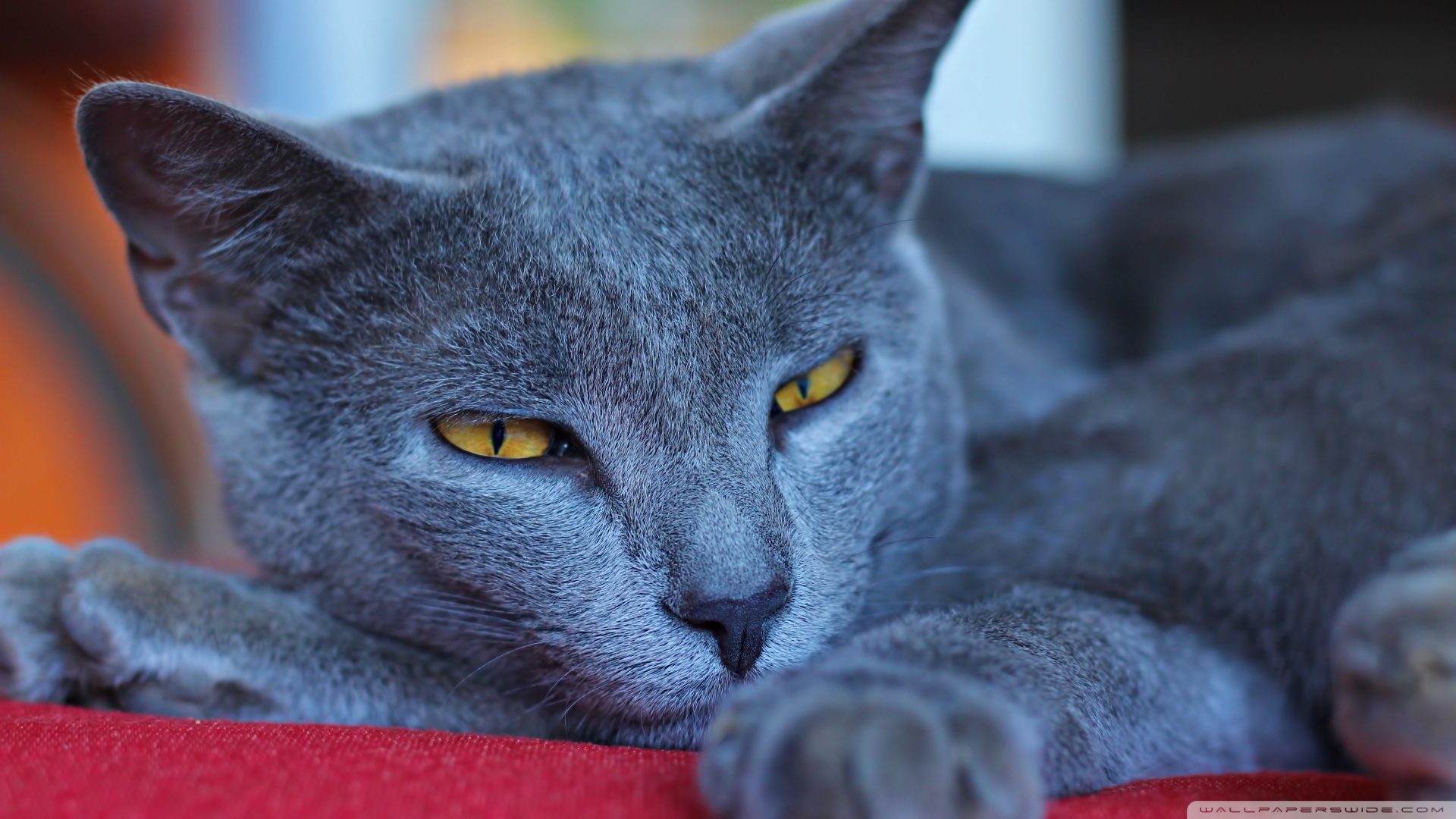 kedi temali duvar kagitlari 23