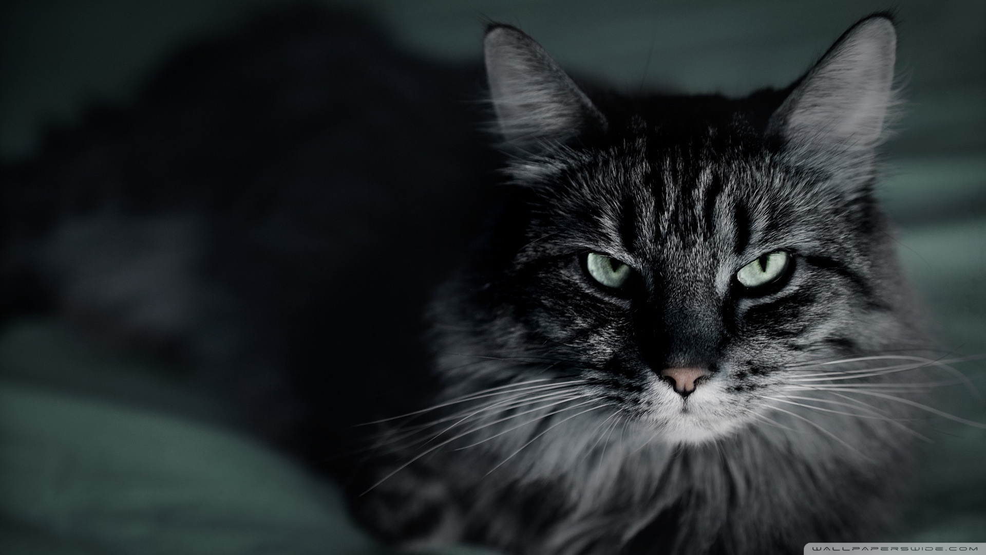 kedi temali duvar kagitlari 24