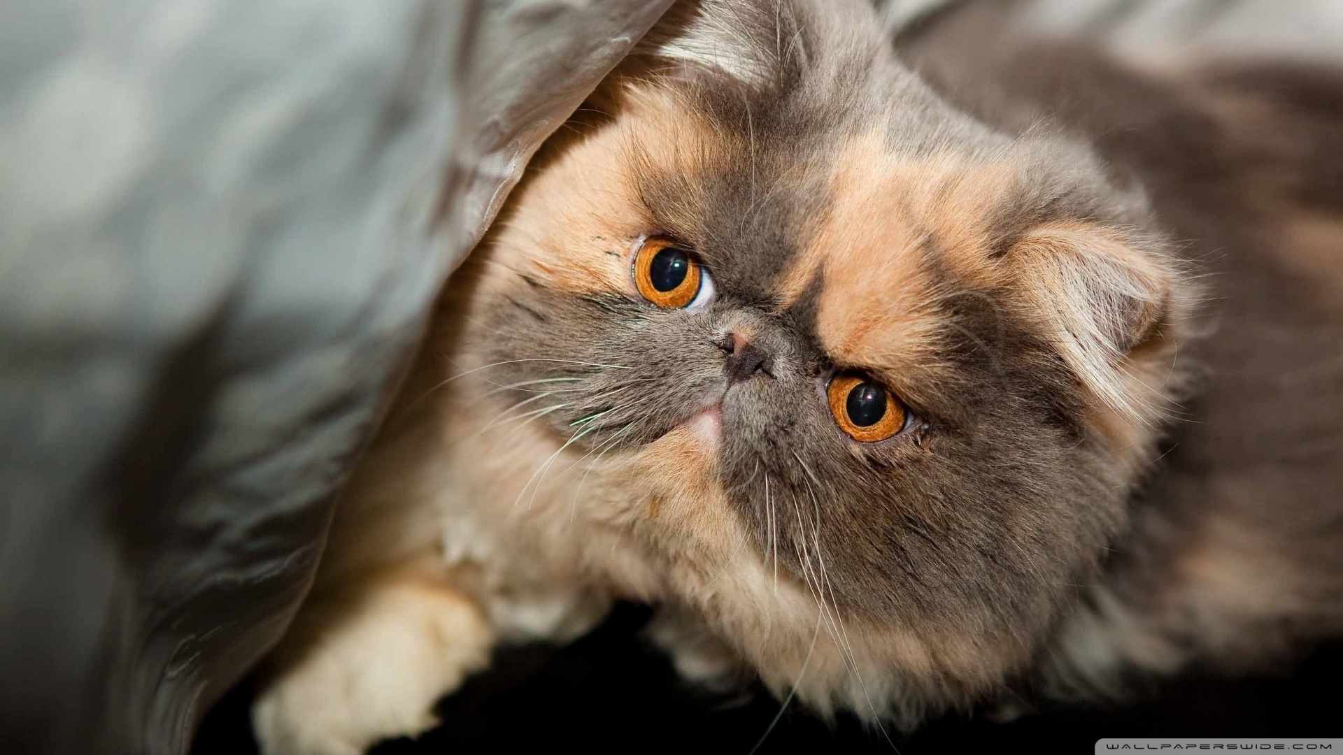 kedi temali duvar kagitlari 25
