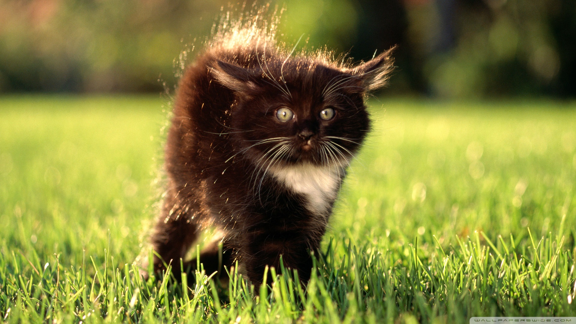 kedi temali duvar kagitlari 3