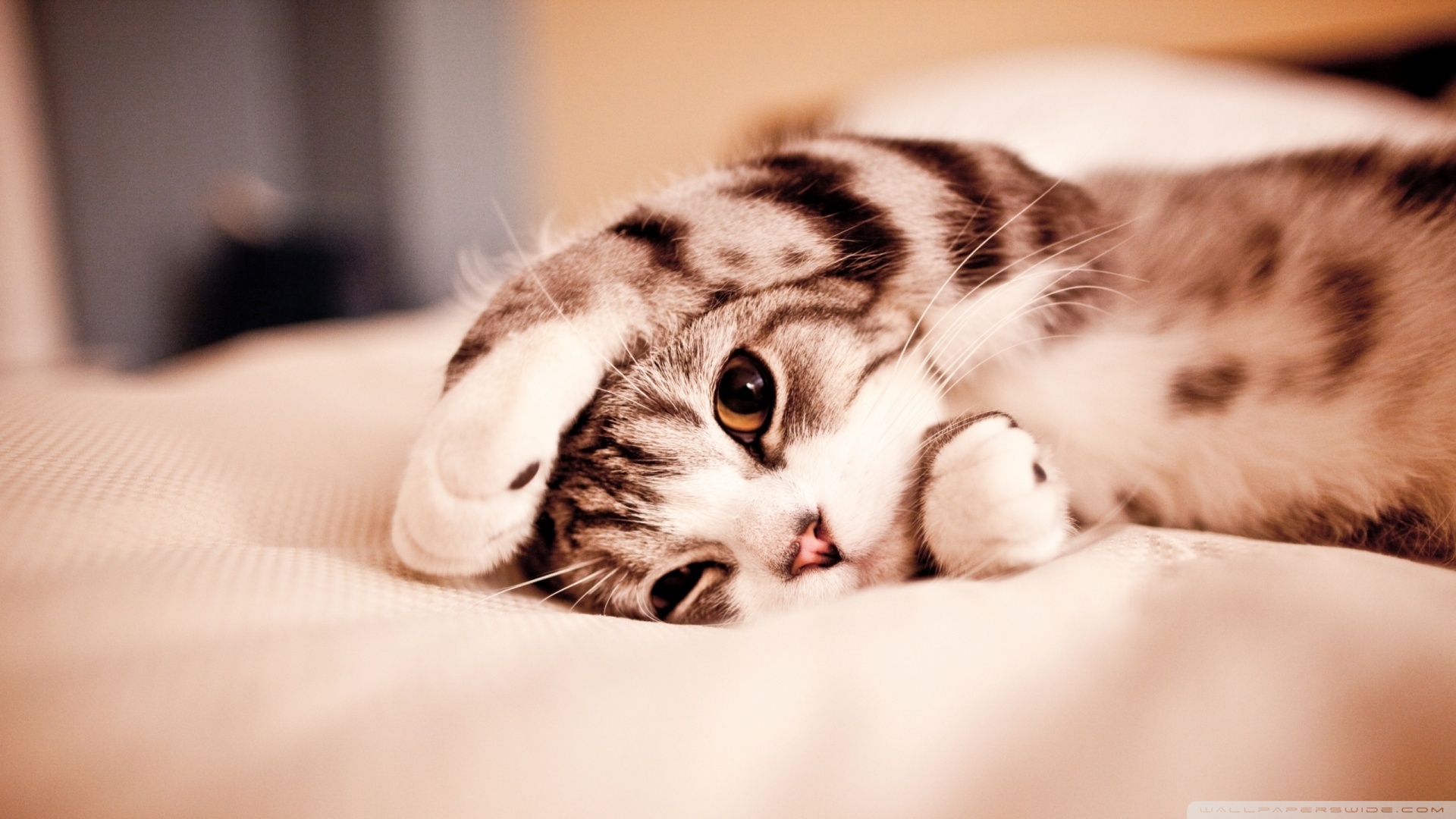 kedi temali wallpaper 1
