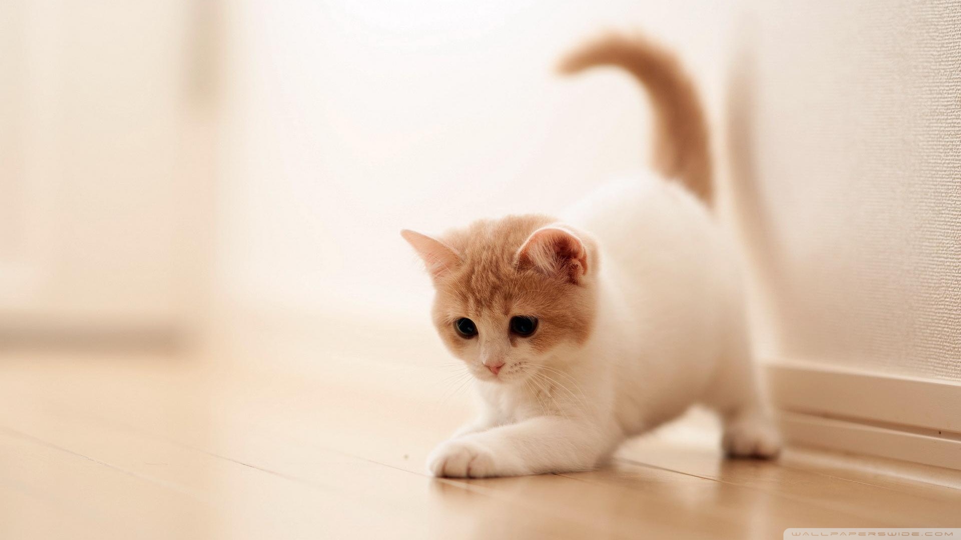 kedi temali wallpaper 10