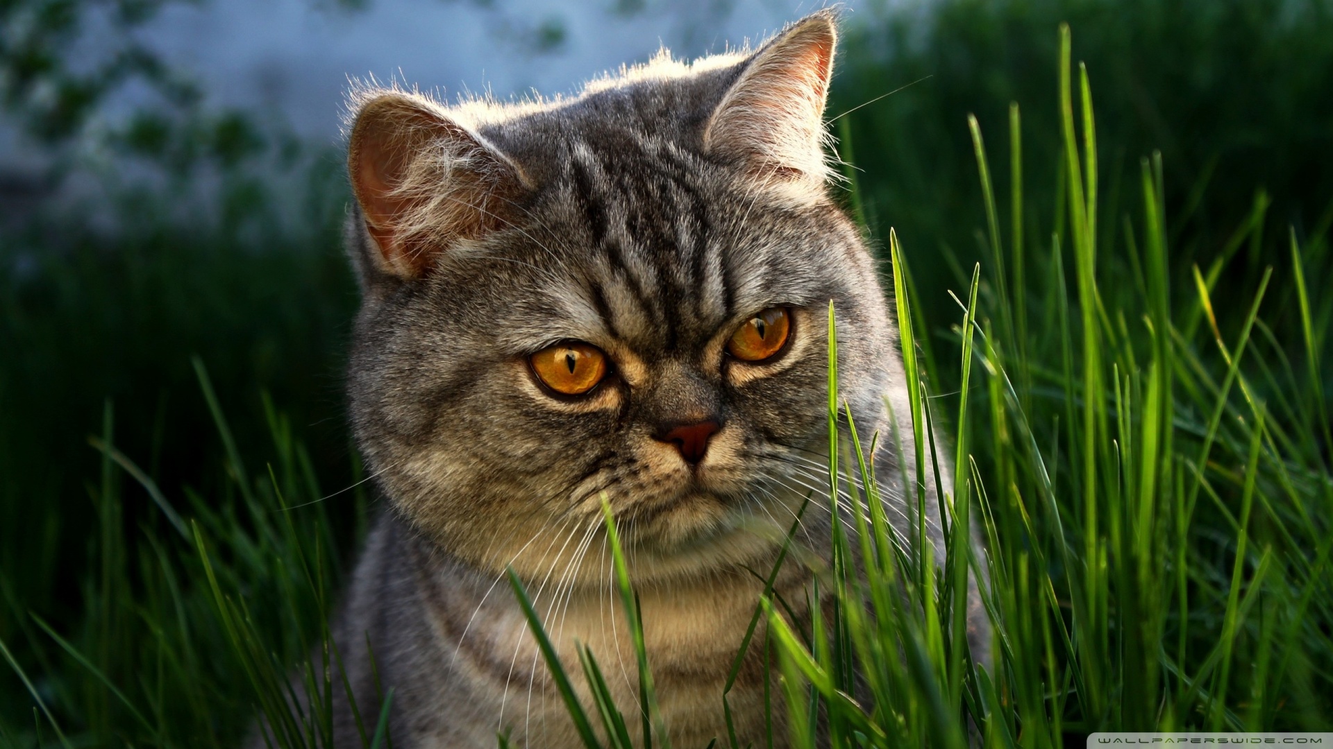 kedi temali wallpaper 12
