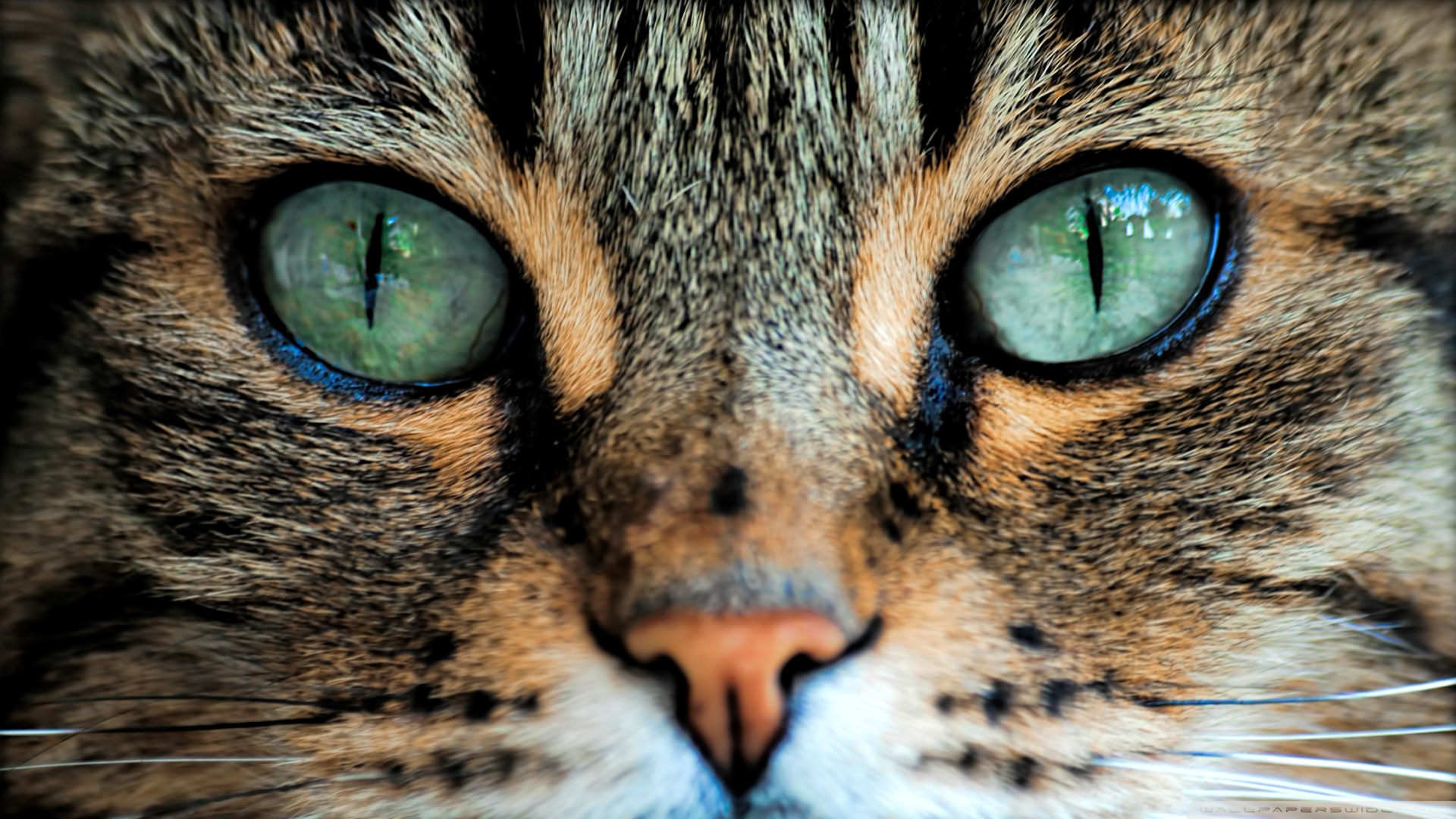 kedi temali wallpaper 13