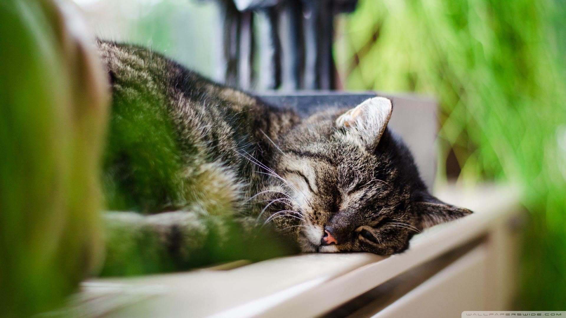 kedi temali wallpaper 14