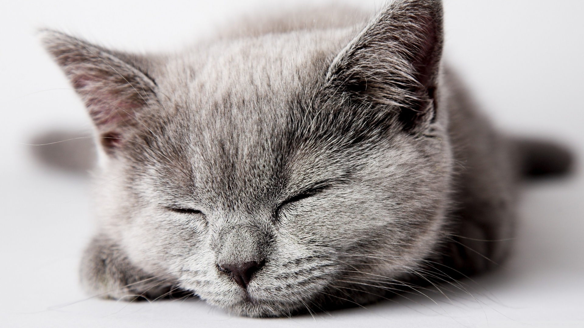 kedi temali wallpaper 15