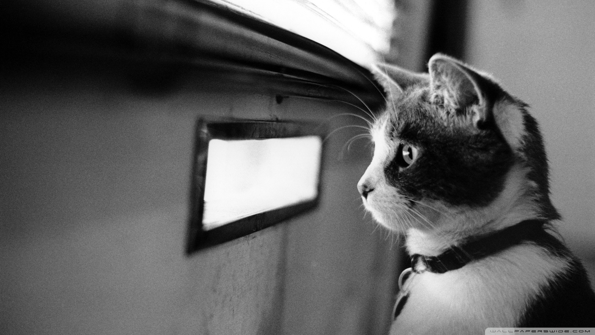 kedi temali wallpaper 17