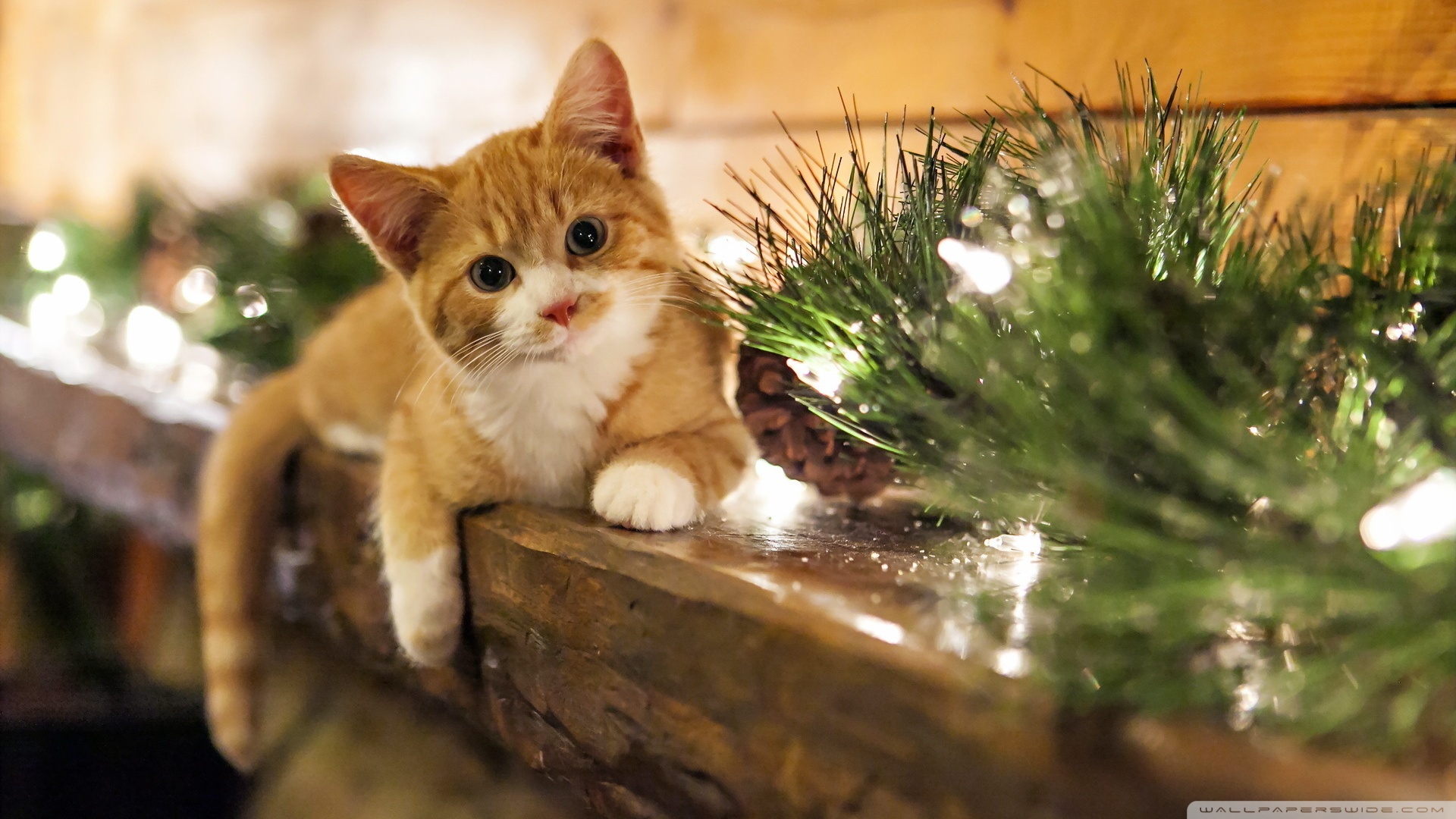 kedi temali wallpaper 18