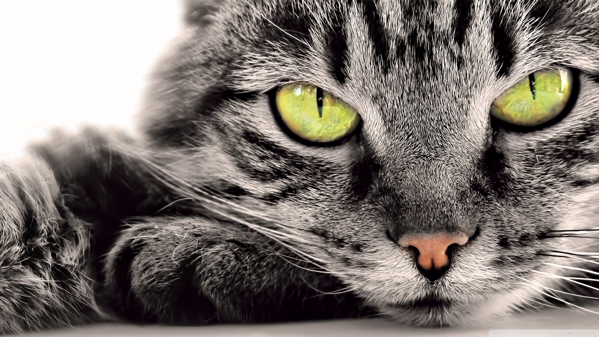 kedi temali wallpaper 2