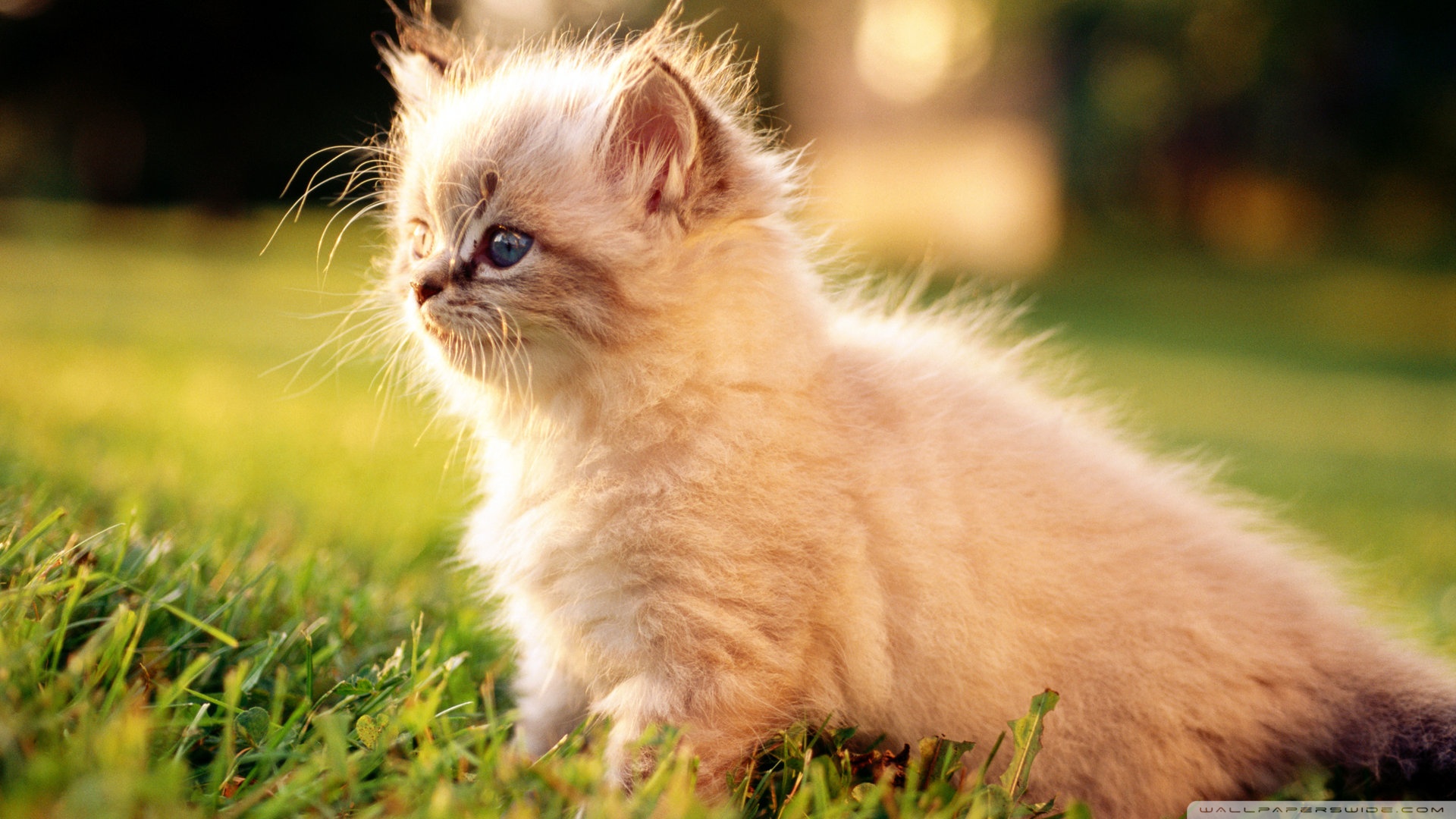 kedi temali wallpaper 20
