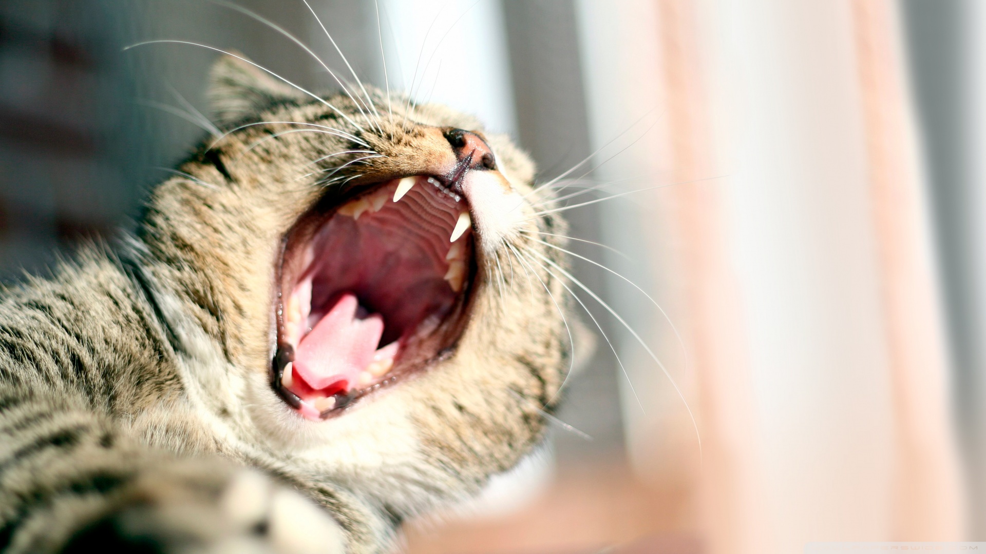 kedi temali wallpaper 24