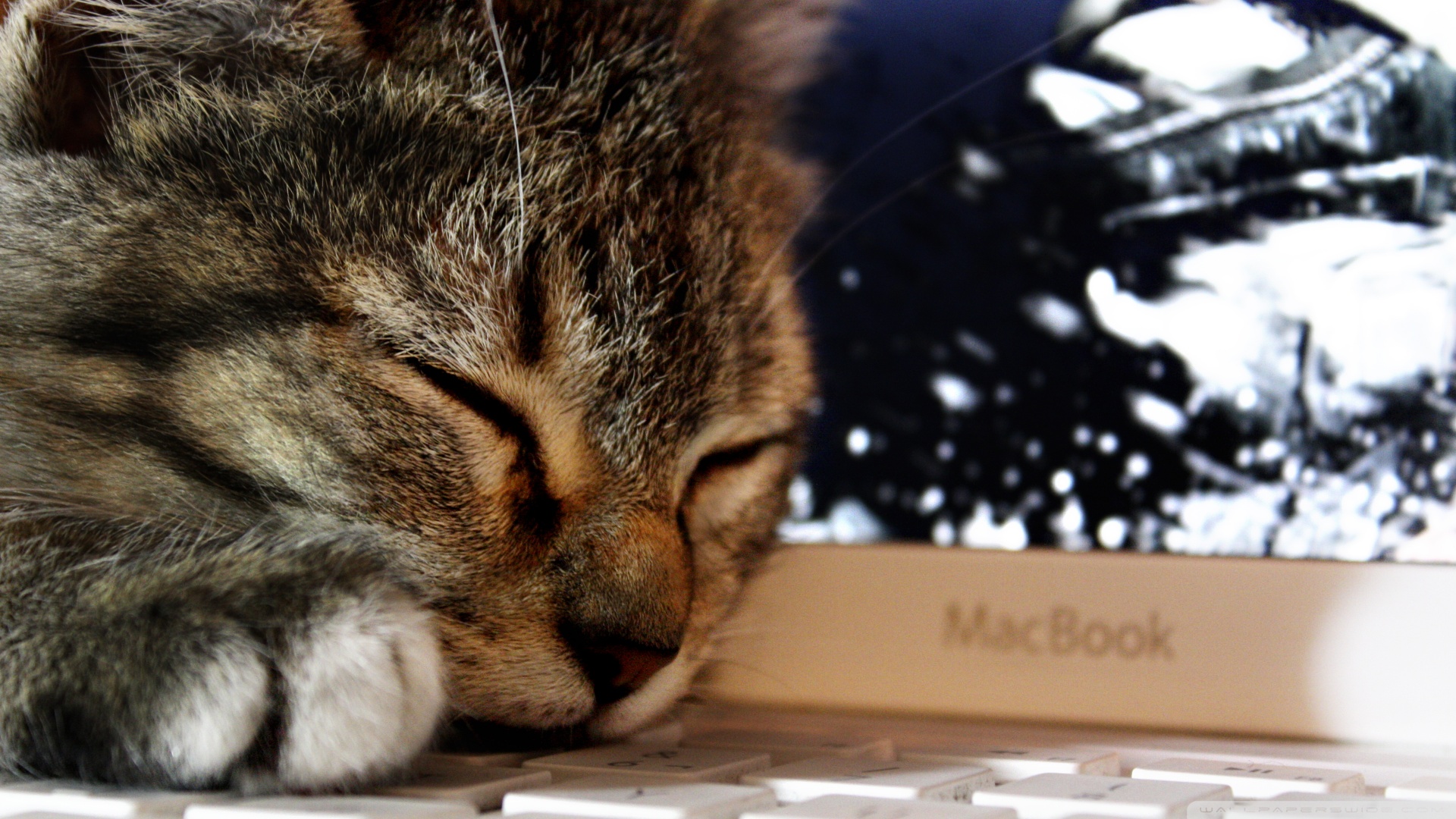 kedi temali wallpaper 25