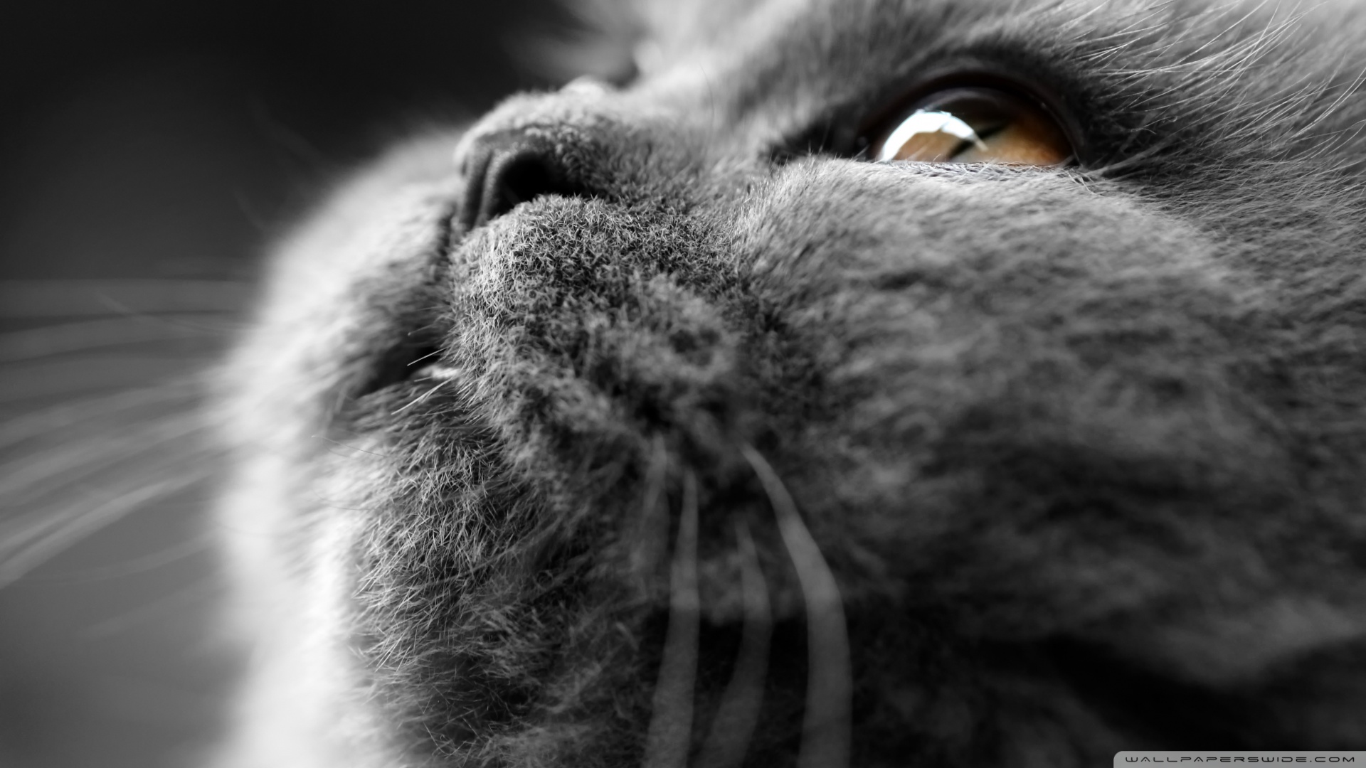 kedi temali wallpaper 3
