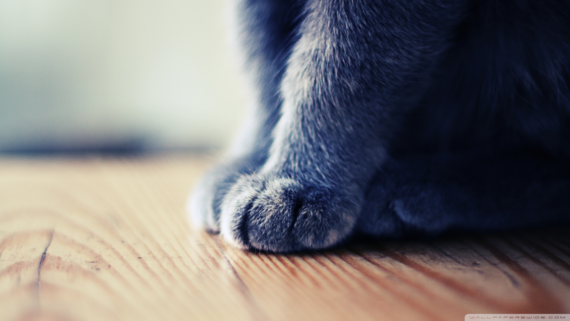 kedi temali wallpaper 4